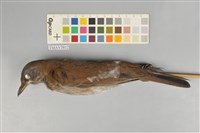 藏品(白腹鶇)的圖片